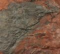 Silurian Fossil Crinoid (Scyphocrinites) Plate - Morocco #134264-1